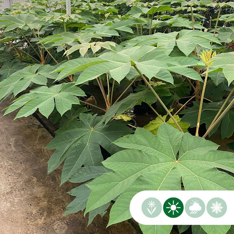 Tetrapanax Rex