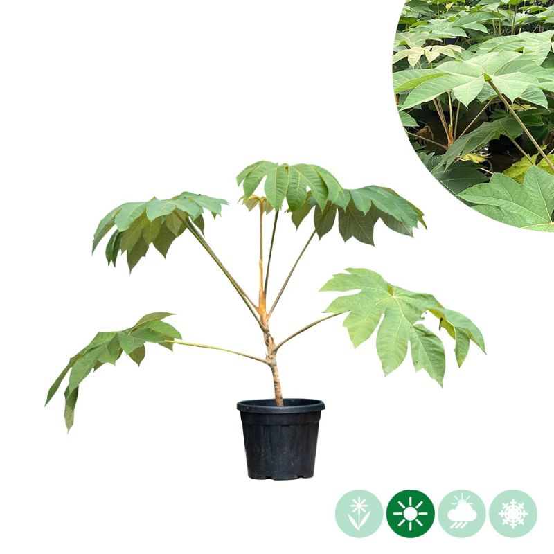 Tetrapanax Rex