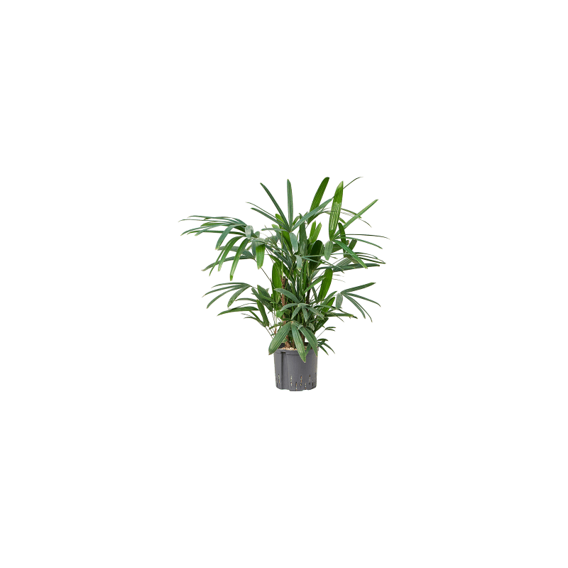 Rhapis excelsa - bims