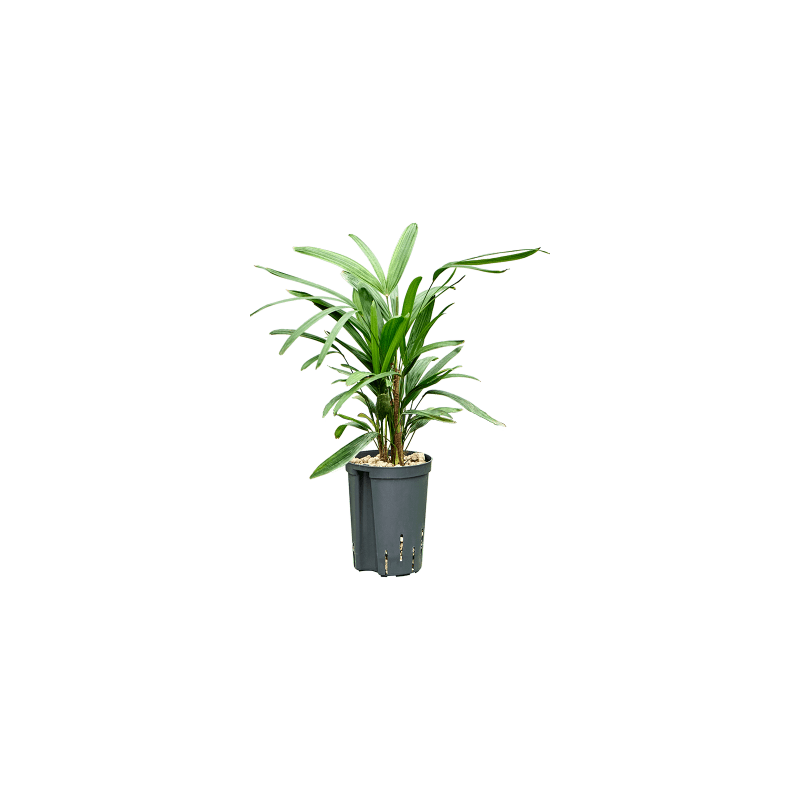 Rhapis excelsa - bims