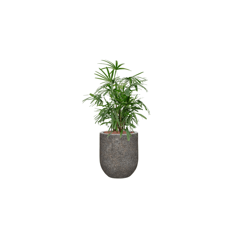 Rhapis excelsa - bims