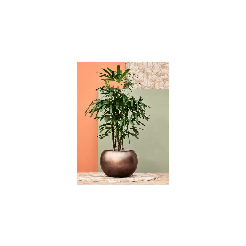 Rhapis excelsa - bims