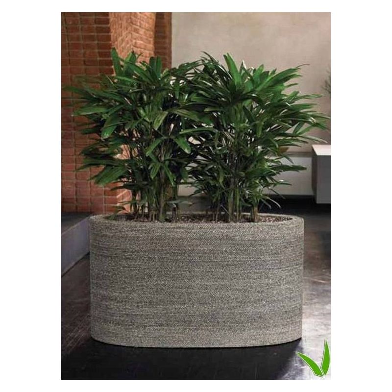 Rhapis excelsa
