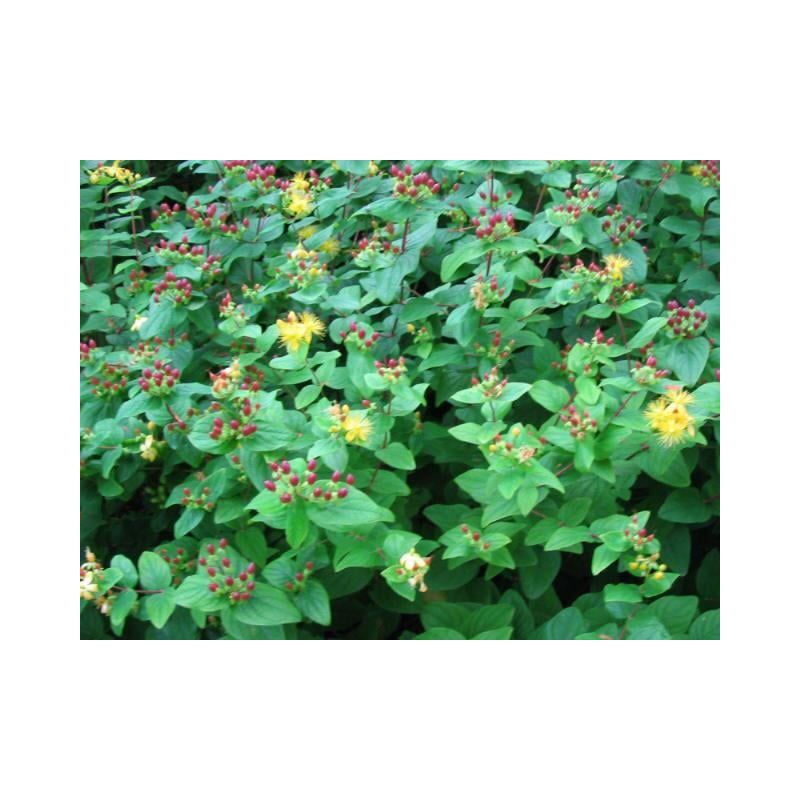 Hypericum Rheingold