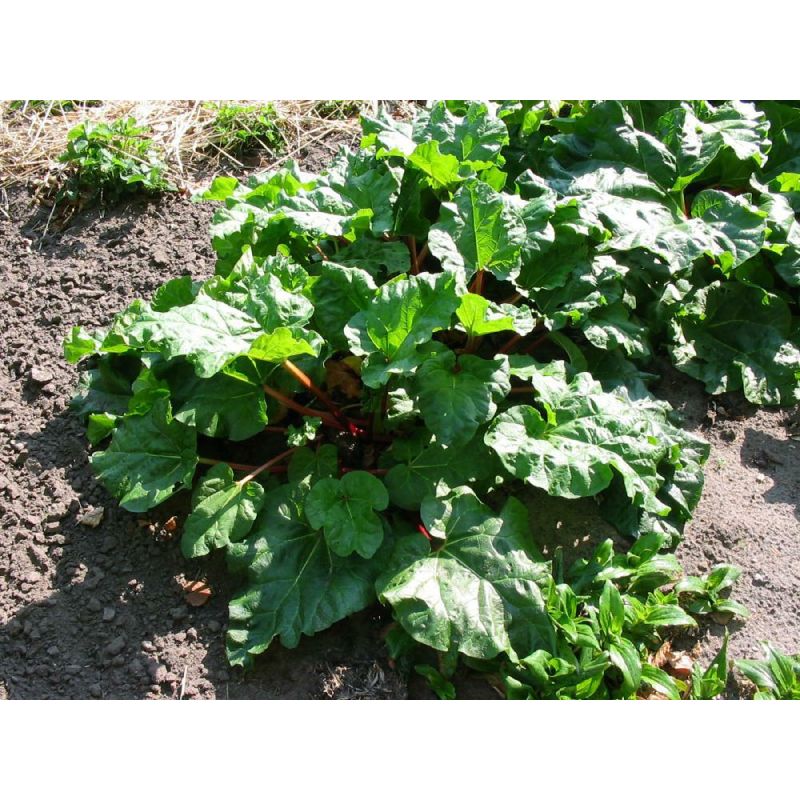 Rheum rhabarbarum 