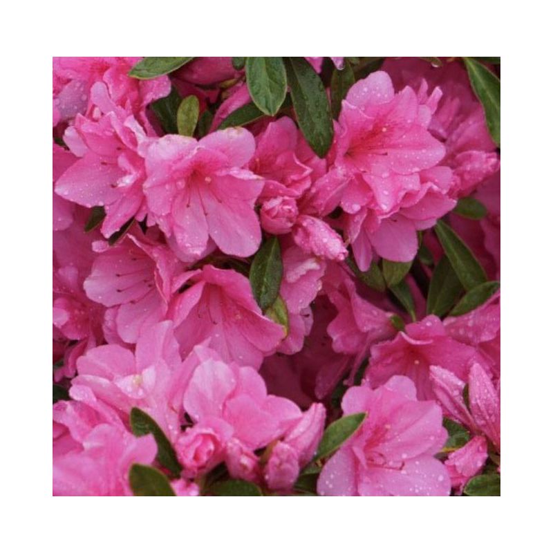 Rhododendron Amoena