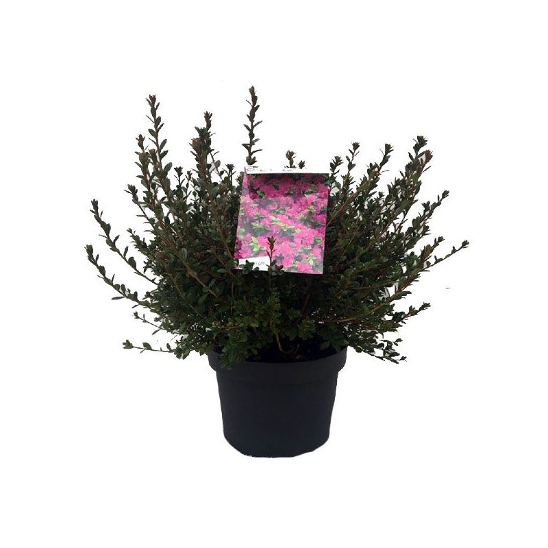 Rhododendron Amoena