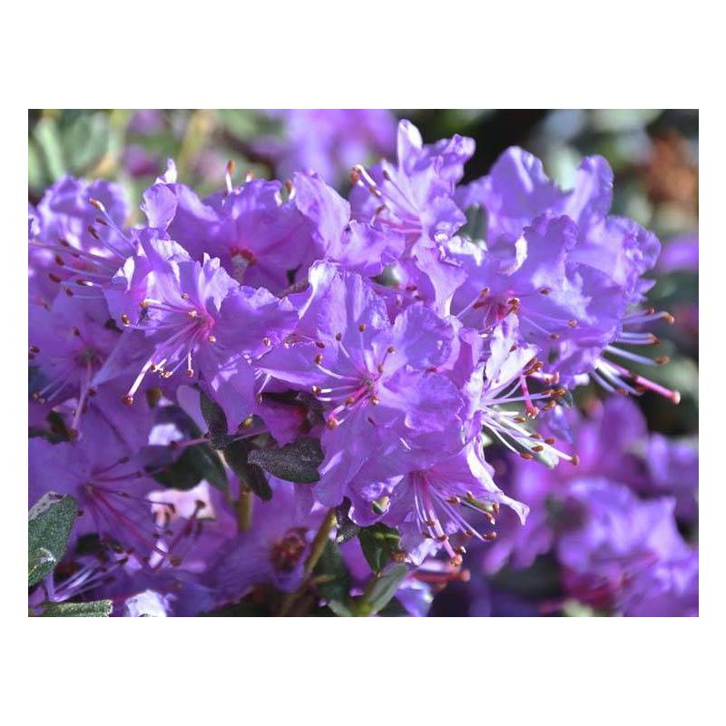 Rhododendron Blue Silver