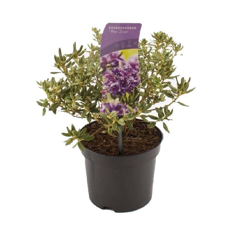 Rhododendron Blue Silver
