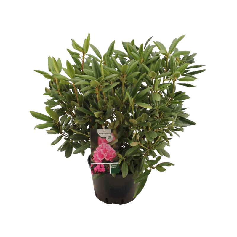 Rhododendron Roseum Elegans