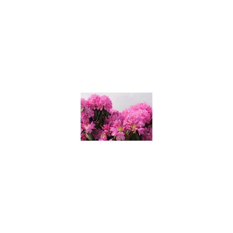 Rhododendron Roseum Elegans
