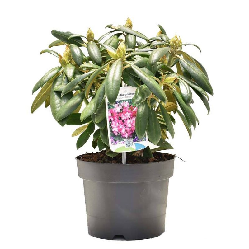 Rhododendron Kalinka