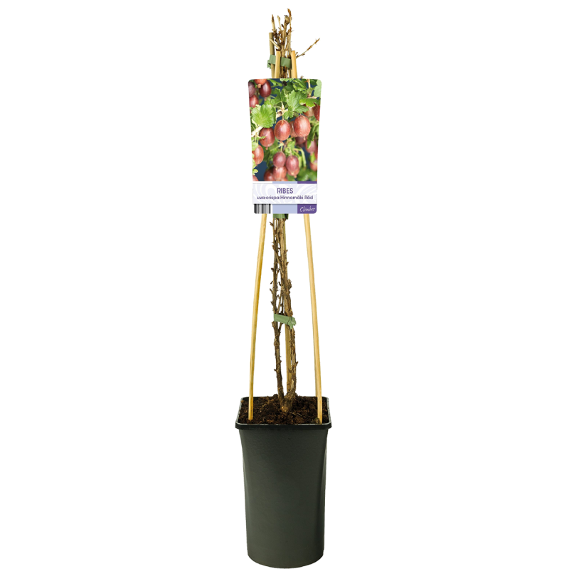 Ribes Hinnonmaki Rod