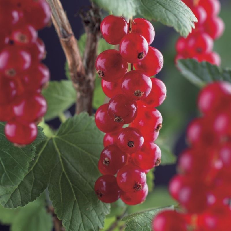 Ribes Rolan