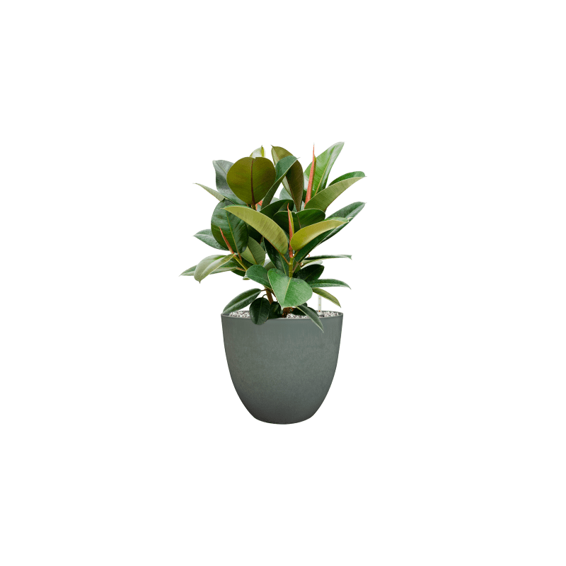 Ficus Robusta bush