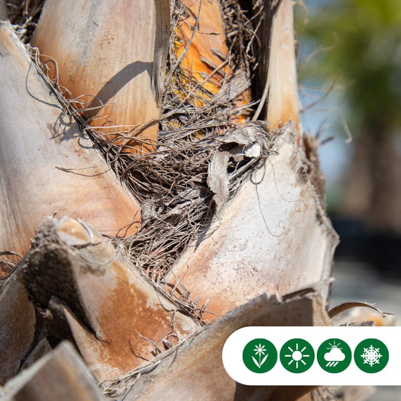 Washingtonia robusta - meerstammig