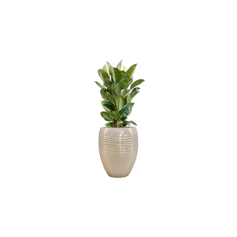 Ficus Robusta toef