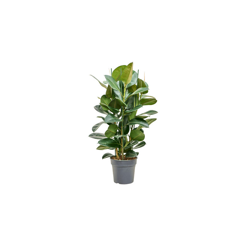 Ficus Robusta toef