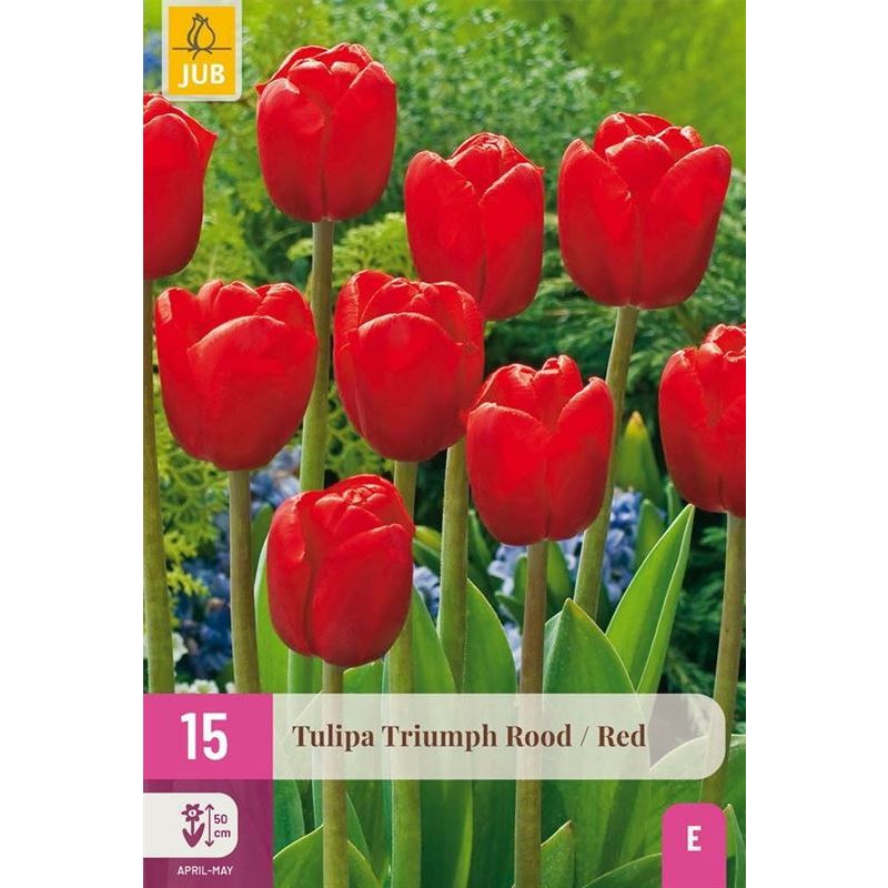 Tulipa Triumph Rood - 15 stuks