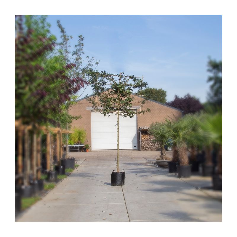 Acer Red Shine - leiboom