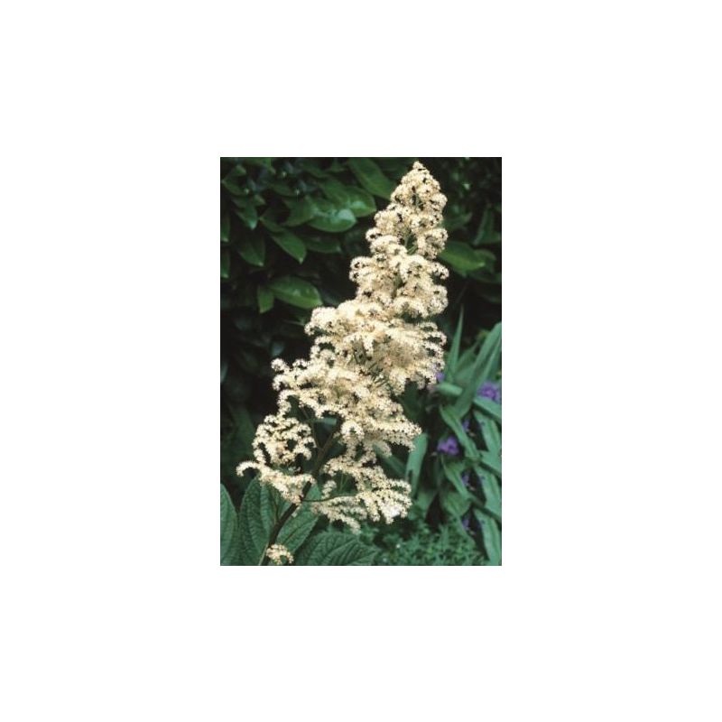 Rodgersia aesculifolia 