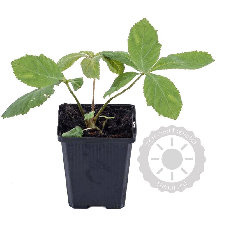 Rodgersia aesculifolia 