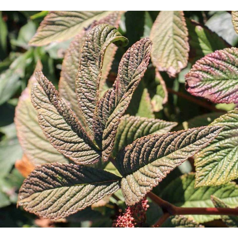 Rodgersia Chocolate Wings 