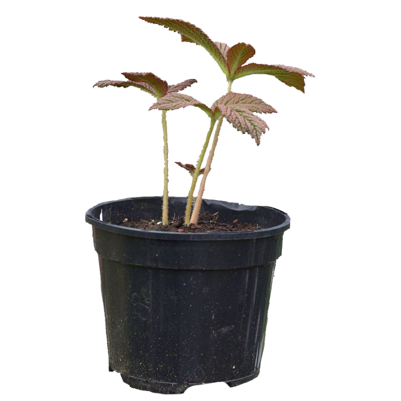 Rodgersia Chocolate Wings 