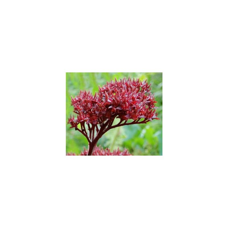 Rodgersia henrici 