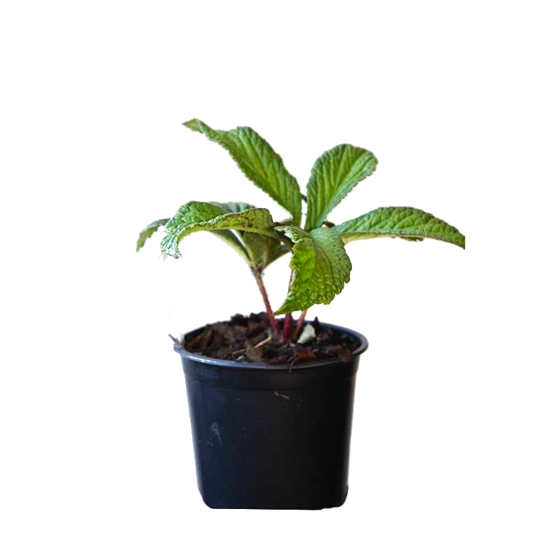 Rodgersia henrici 