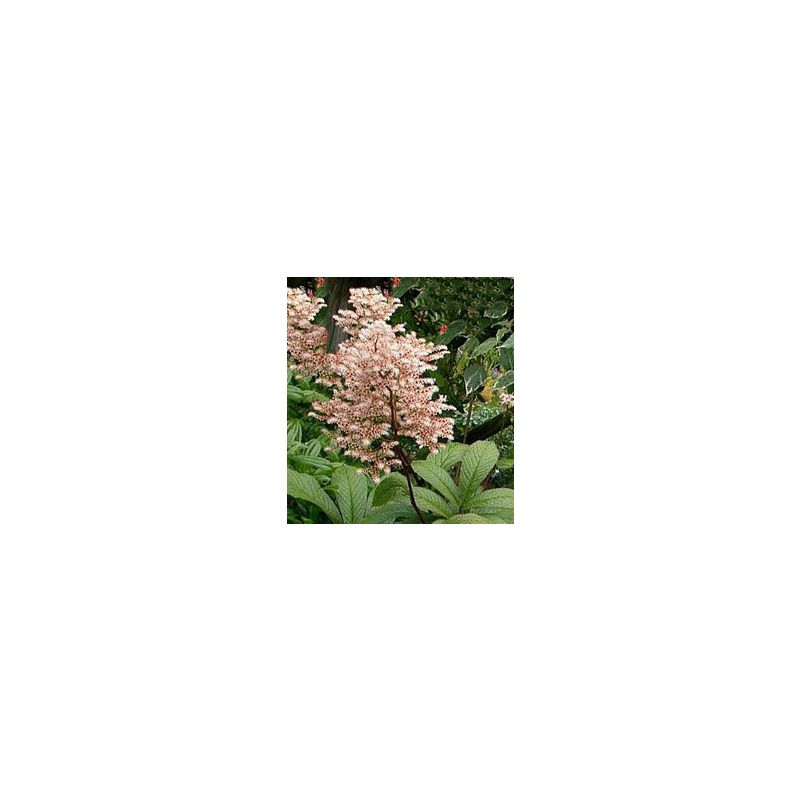 Rodgersia pinnata