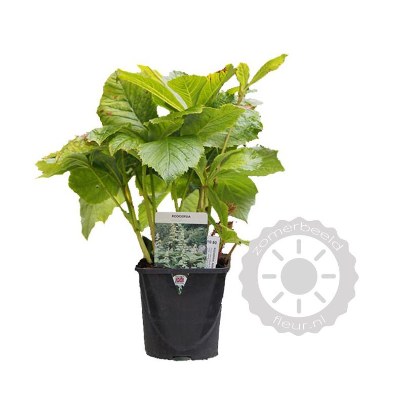 Rodgersia pinnata