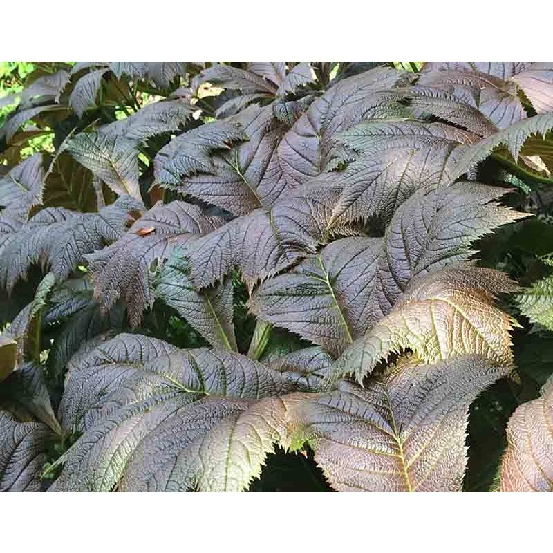 Rodgersia Braunlaub