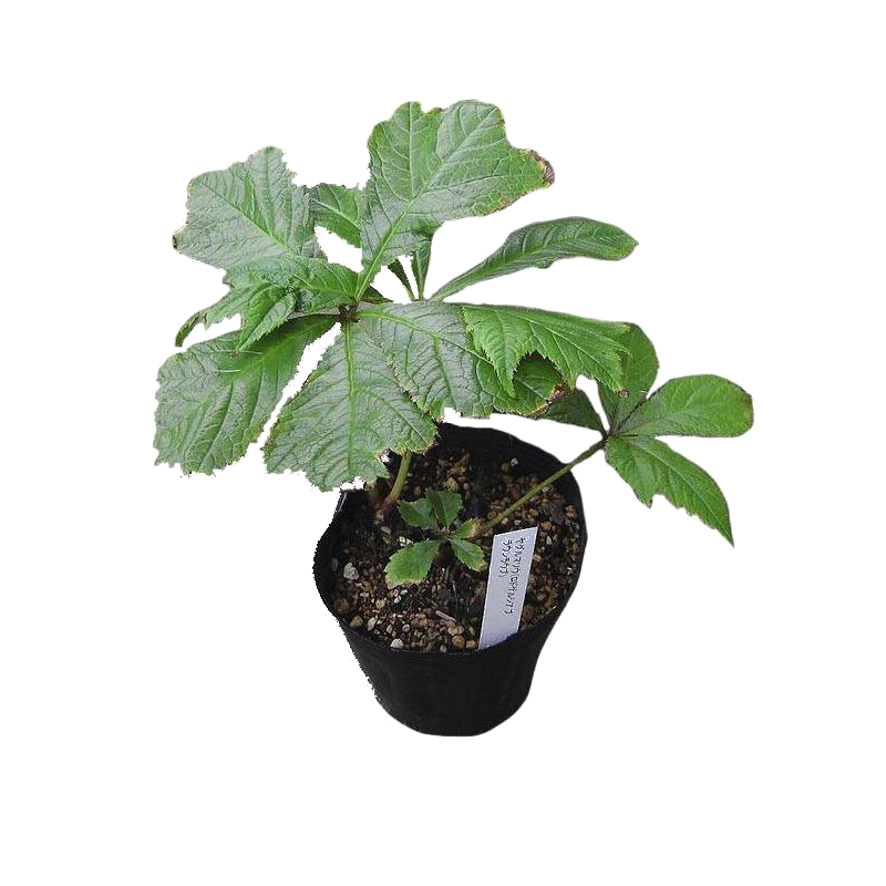 Rodgersia Braunlaub