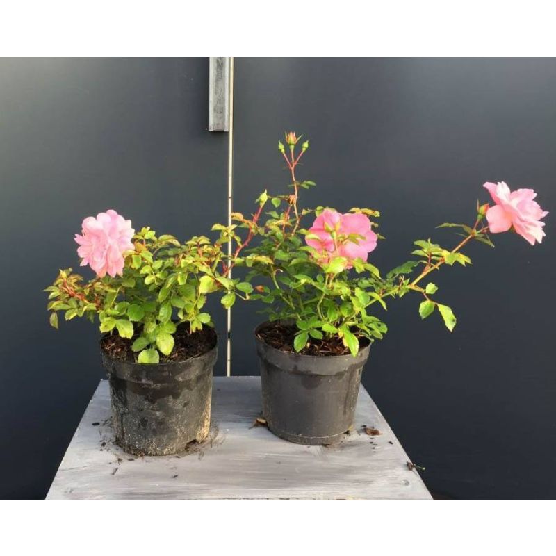 Rosa Bonica 82