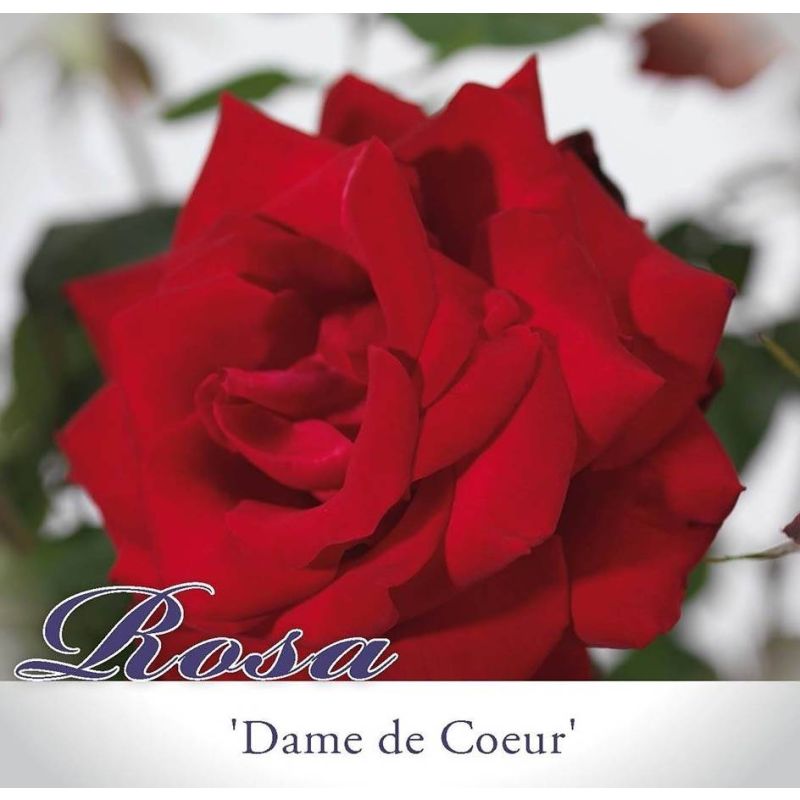 Rosa Dame de Coeur op stam