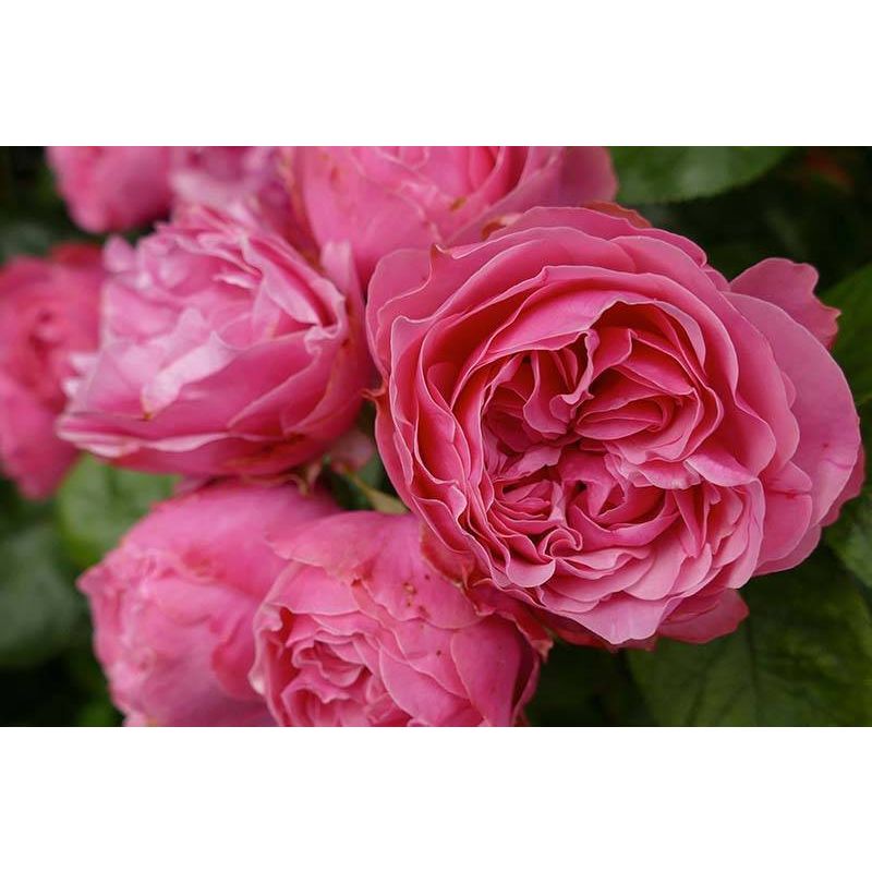 Rosa Leonardo Da Vinci op stam