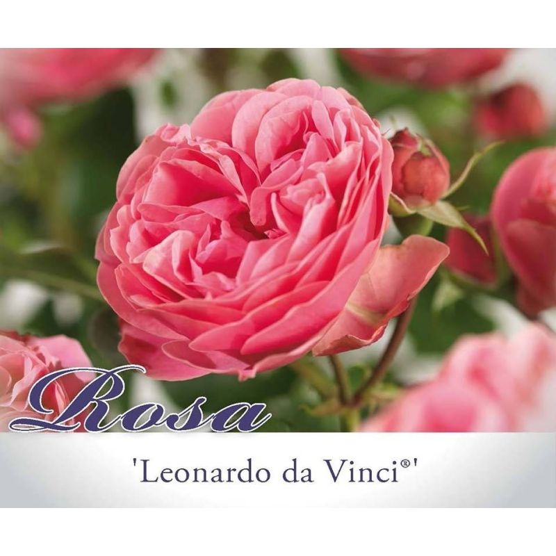 Rosa Leonardo Da Vinci op stam