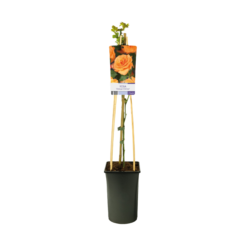 Rosa Orange Climber