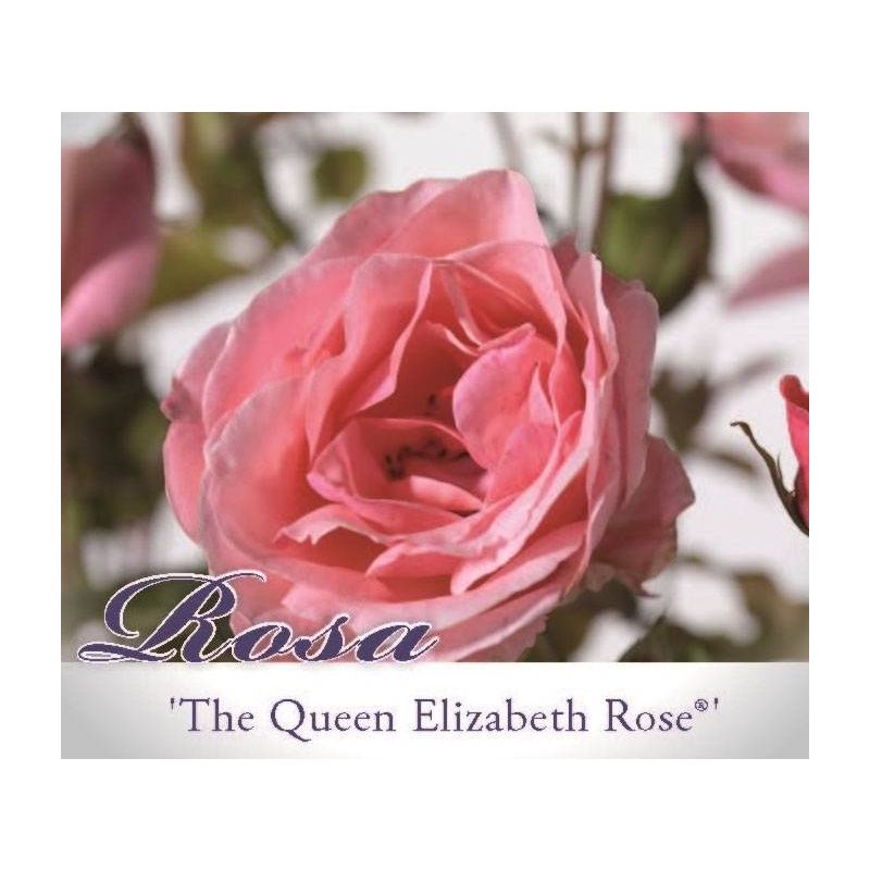Rosa Queen Elizabeth