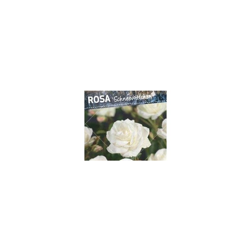 Rosa Schneewittchen op stam