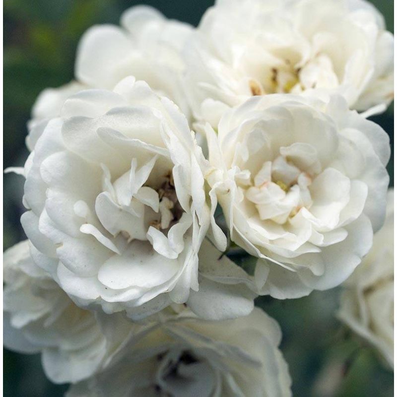 Rosa  White Fairy