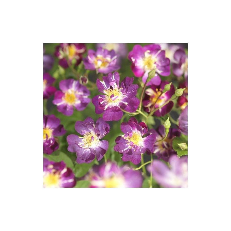 Rosa Veilchenblau