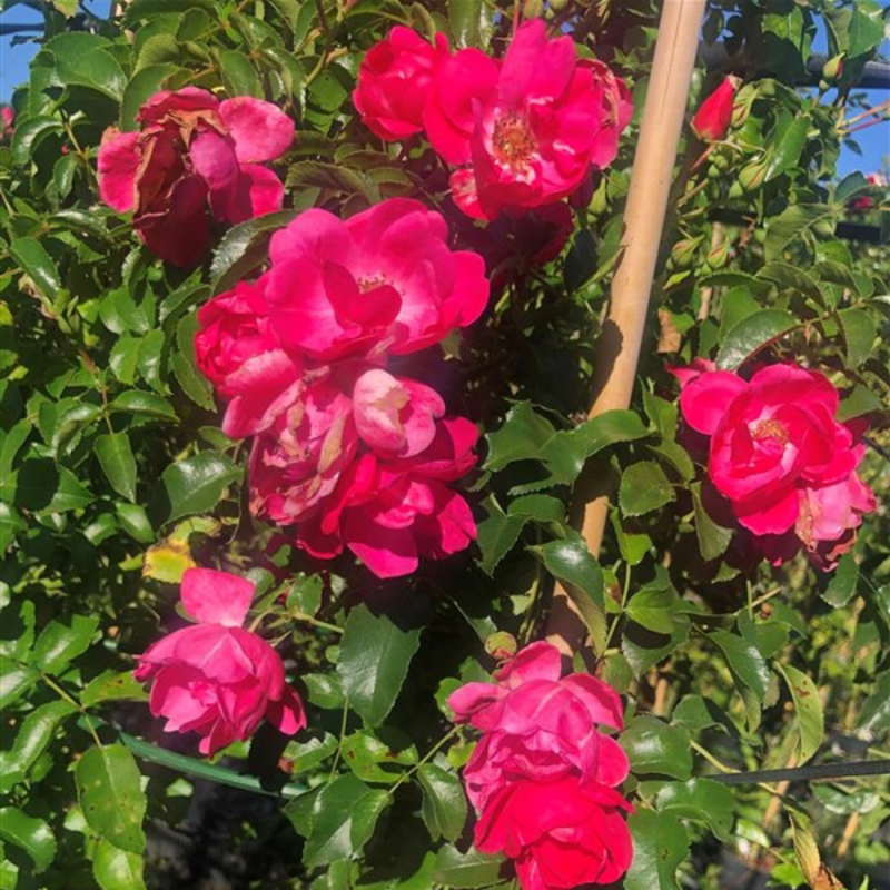 Rosa Noatraum op stam