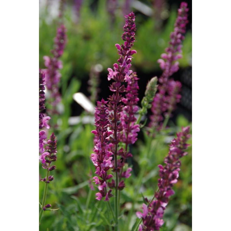 Salvia Rose Queen 
