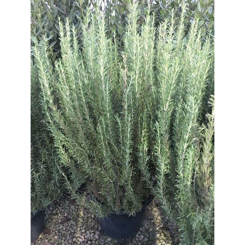 Rosmarinus officinalis