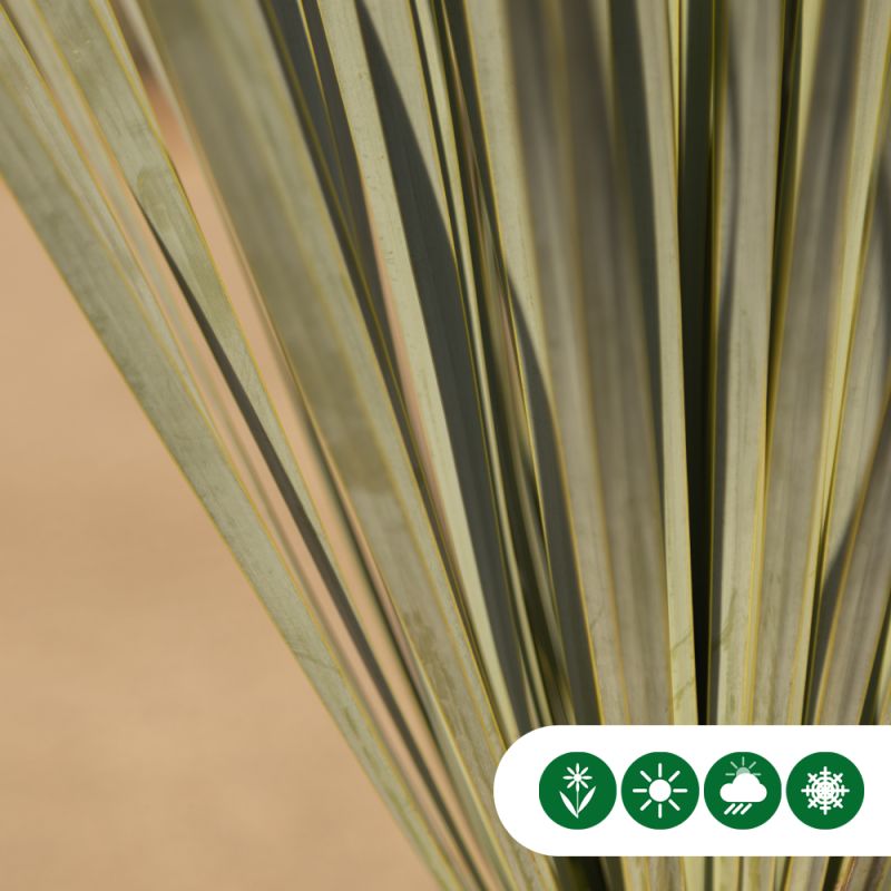 Yucca rostrata 
