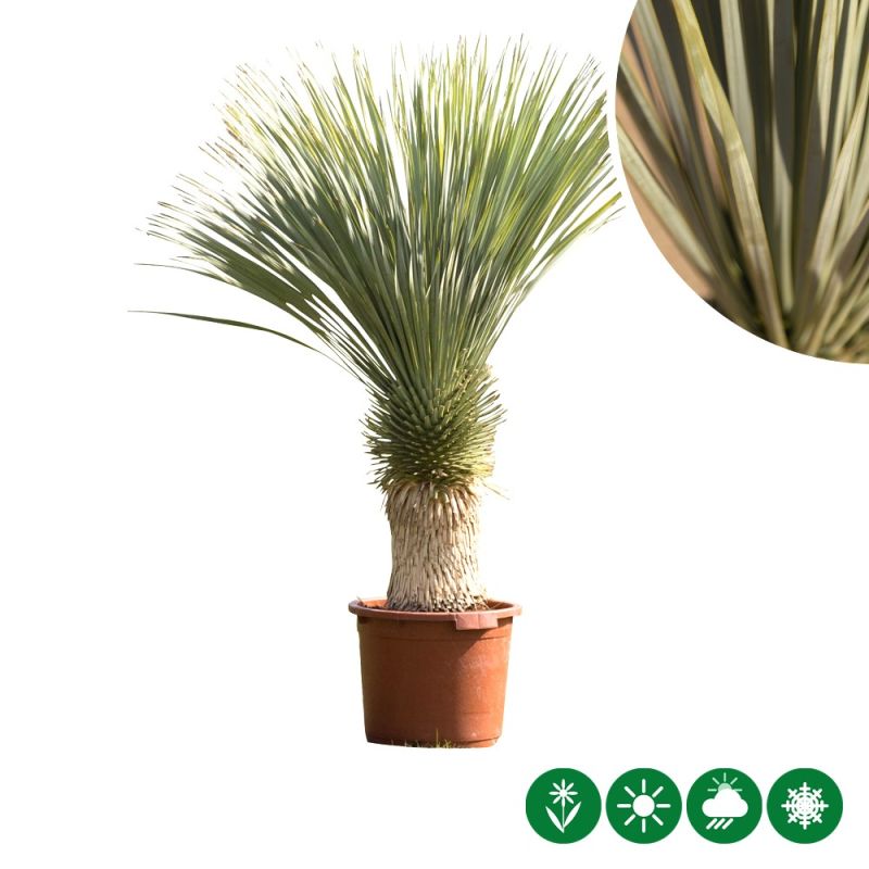 Yucca rostrata 
