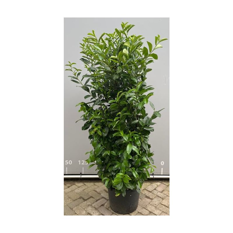 Prunus Rotundifolia