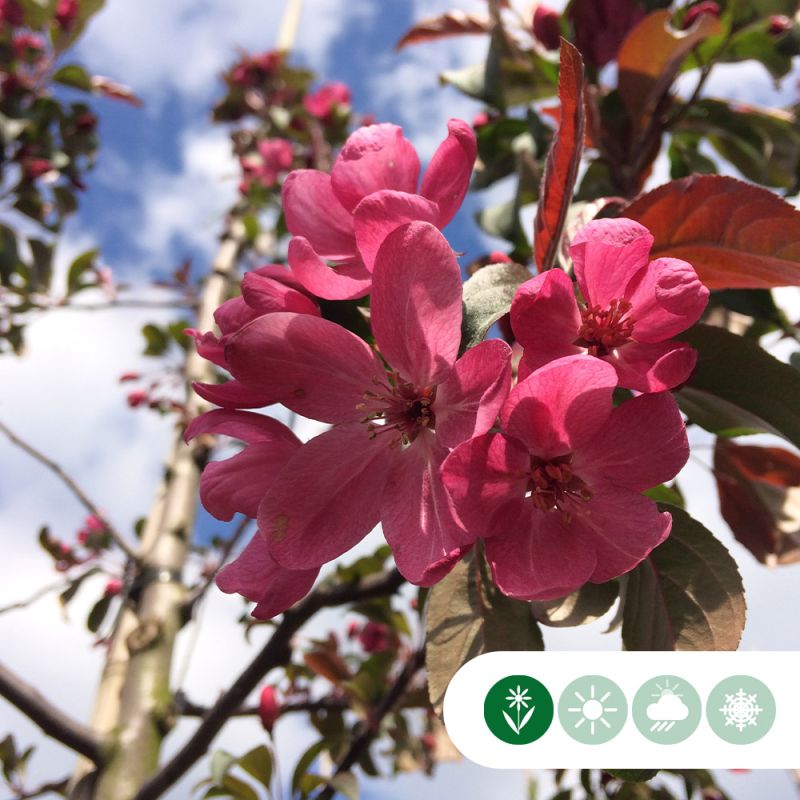 Malus Royal Beauty